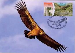 Griffon Vulture (Gyps Fulfus) ATM (006) MC Maximum Card - Maximum Cards