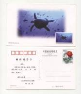 Postcard  Turtle 1999 From China - Turtles