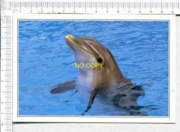 LE  DAUPHIN - Dolfijnen