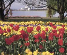 (550) Australia - ACT - Floriade & Museum - Canberra (ACT)