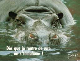 (543) Hippopotamus - Hippopotame - Hippopotamuses