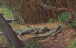 Louisianna Lovely Louisiana Alligators - Other & Unclassified