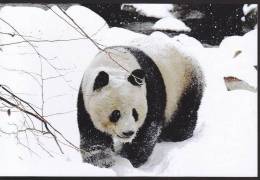 Giant Panda - A Giant Panda On Snow (D05) - Beren