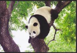 Giant Panda - A Giant Panda On Tree (D02) - Bears