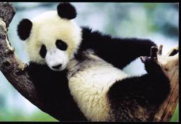 Giant Panda - A Young Giant Panda On Tree (D01) - Ours