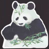 Giant Panda - Giant Panda's Lunch, Abnormity Postcard (E02) - Beren