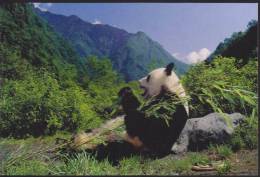 Giant Panda - Sitting Giant Panda's Lunch (D06) - Bears