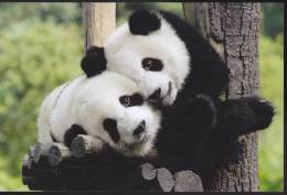 Giant Panda - Two Young Giant Pandas (D09) - Bears