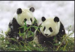 Giant Panda - Two Young Giant Pandas On Snow (D04) - Bears