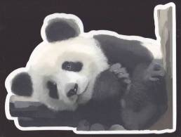 Giant Panda - Giant Panda Resting On Wood, Abnormity Postcard (E04) - Bears