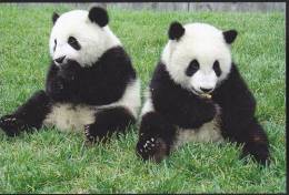 Giant Panda - Two Young Giant Pandas (D08) - Bears
