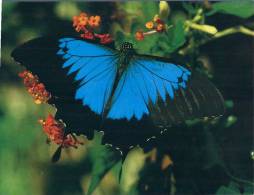 (372) Australia - Butterfly - Papillons