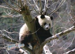 (605) Ours Panda - Beren