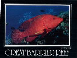 (151) Australia - QLD  - Great Barrier Reef - Coral Cod - Great Barrier Reef