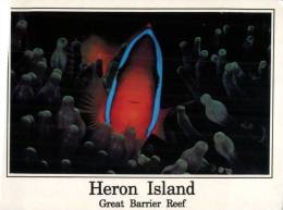 (151) Australia - QLD  - Heron Island And Clown Fish + Anemone - Great Barrier Reef