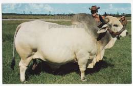 USA, FLORIDA, CHAMPION BRAHMAN BULL EMPEROR MANSO, C1960s Vintage Unused Postcard CATTLE RAISING, FARMING [c3515] - Tauri