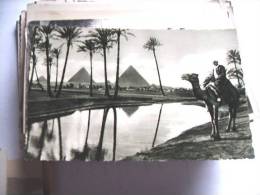 Afrika Africa Egypte Egypt Pyramids Gizeh And Camel - Gizeh