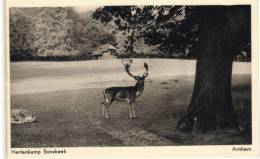 Nederland/Holland, Arnhem, Hertenkamp Sonsbeek, 1956 - Arnhem