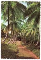 Cpsm Martinique - Majestueux Cocotiers - Regal Coconut Palms - Trees