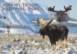 Wyoming Moose Grand Teton National Park - Andere & Zonder Classificatie