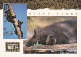 Wyoming Wildlife Black Bear - Ours