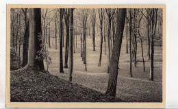 BR55646 Le Parc Sous Bois  Parc De Mariemont L Morlanwelz   2 Scans - Morlanwelz