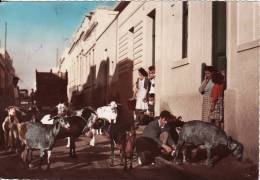 LAS PALMAS (Spanien-Espagne) Escena Popular - Scène Populaire- CHEVRE Dans La Rue - Animaux- VOIR 2 SCANS - - Gran Canaria