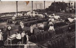 Sindicato Agricola Del Norte De TENERIFE-Syndicat Agricole-Vente Régime BANANE-OROTAVA (Canaria) 2 SCANS- - Tenerife