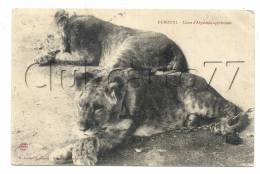 Djibouti (Ethiopie) : GP De Deux Lionnes D'Abyssinie Apprivoisée Env 1906 (animée). - Ethiopie