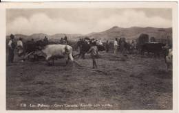 LAS PALMAS ( Spain-Espagne)  Arando Con Yuntas  - Labourage - Photo BAZAR ALEMAN - VOIR 2 SCANS - - Gran Canaria