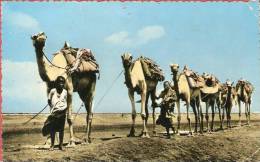 Aden, Camels At Salt Pans, Khormaksar ... XH047 Used - Other & Unclassified