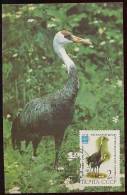 CARTE MAXIMUM CM Card USSR RUSSIA Fauna Bird Crane - Maximumkaarten