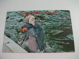 Delfino Original Miami Dolphin  Giocatore Di Rughy Miami Seaquarium - Dolfijnen