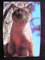 Calendar From Latvia 1980 Year, Animal Cat - Tamaño Pequeño : 1971-80