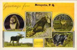 Vues Multiples Animaux - Ours, Caribou... Canadian Life  - Matapedia - P.Q.    (52772) - Bears