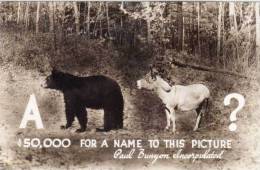For A Name To This Picture ? Ours...    (52773) - Bears