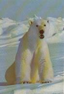 Canadian Artic Coast - Artique - Polar Bear - Ours Polaire - Unused - VG Condition - Ours