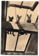 Albert Monier (1948) - Les Pauvres (chats) - Monier