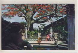 CLEARWATER, FL,  "kapok Tree Inn" Kapook Tree, Unjused About 1960 - Clearwater