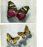 LOT DE 2 CARTES  DE PAPILLONS   CETHOSIA TONKIN ET THIAIS ZERYNTHIA - Butterflies