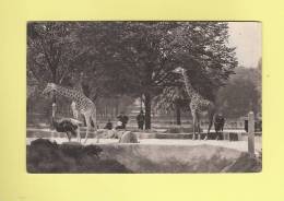 *  CPSM..( 75 )..PARIS : Les Girafes - Parc Zoologique  Du Bois De Vincennes  - ( 2 Scans ) - Jirafas