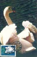 China Chine 1983 Birds Aves Oiseaux Vegels Swans - Mute Swan - Cygnus Olor Maxi Maximum  Post Card  T83 (4-1) - Schwäne