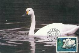 China Chine 1983 Birds Aves Oiseaux Vegels Swans - Mute Swan - Cygnus Olor Maxi Maximum  Post Card  T83 (4-1) - Schwäne