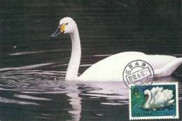 China Chine 1983 Birds Aves Oiseaux Vegels Swans - Mute Swan - Cygnus Olor Maxi Maximum  Post Card  T83 (4-1) - Schwäne