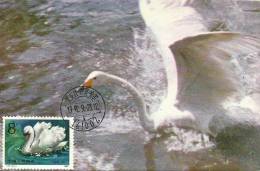 China Chine 1983 Birds Aves Oiseaux Vegels Swans - Mute Swan - Cygnus Olor Maxi Maximum  Post Card  T83 (4-1) - Cisnes