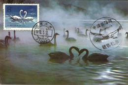 China Chine 1983 Birds Aves Oiseaux Vegels Swans - Mute Swan - Cygnus Olor Maxi Maximum  Post Card  T83 (4-2) - Schwäne