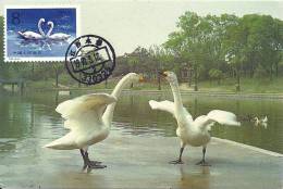 China Chine 1983 Birds Aves Oiseaux Vegels Swans - Mute Swan - Cygnus Olor Maxi Maximum  Post Card  T83 (4-2) - Cigni