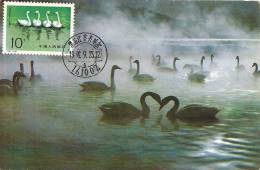 China Chine 1983 Birds Aves Oiseaux Vegels Swans - Tundra Swan-Cygnus Columbianus Maxi Maximum  Post Card  T83 (4-3) - Schwäne