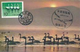 China Chine 1983 Birds Aves Oiseaux Vegels Swans - Tundra Swan-Cygnus Columbianus Maxi Maximum  Post Card  T83 (4-3) - Schwäne