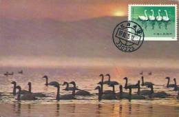 China Chine 1983 Birds Aves Oiseaux Vegels Swans - Tundra Swan-Cygnus Columbianus Maxi Maximum  Post Card  T83 (4-3) - Cygnes